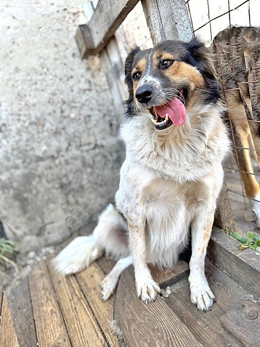 Ищем дом для Санты, собаки светлой души