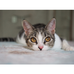 Кошечка Марта в добрые руки