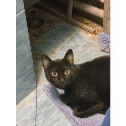 Бэлла – в поиске дома