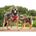 Ищем дом для двух неразлучных сердец Коннора и Лизы