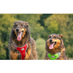 Ищем дом для двух неразлучных сердец Коннора и Лизы