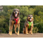 Ищем дом для двух неразлучных сердец Коннора и Лизы