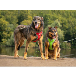 Ищем дом для двух неразлучных сердец Коннора и Лизы