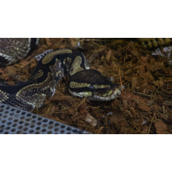 Королевский питон