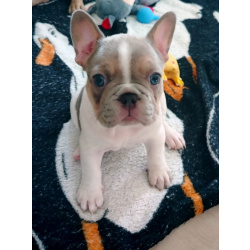 Отдам даром в хорошие руки щенка французского бульдога