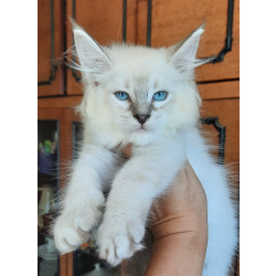 Котята МЕЙН-КУНЫ