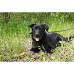 Умный, сильный и красивый щенок