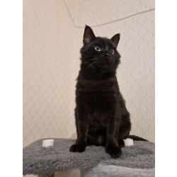 Самый добрый на свете котик Сириус ищет дом и доброе сердце!