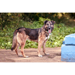 Молодой добрый пёс Арго в добрые руки