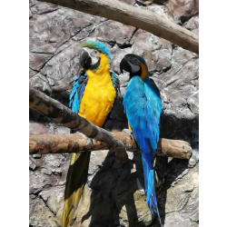 Заведите попугая сине желтый Ара