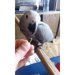 Попугаи Жако