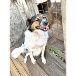 Ищем дом для Санты, собаки светлой души