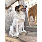 Ищем дом для Санты, собаки светлой души