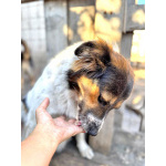 Ищем дом для Санты, собаки светлой души