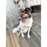 Ищем дом для Санты, собаки светлой души