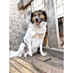 Ищем дом для Санты, собаки светлой души