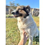 Ищем дом для Санты, собаки светлой души