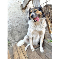 Ищем дом для Санты, собаки светлой души