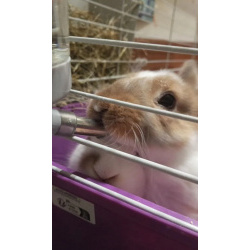 Две девочки кролики, сестрички.