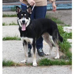 Кекс в поисках своей родной семьи