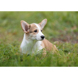 Очаровательные щенки вельш корги пемброк