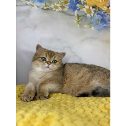 Золотая шиншилла шотландский мальчик