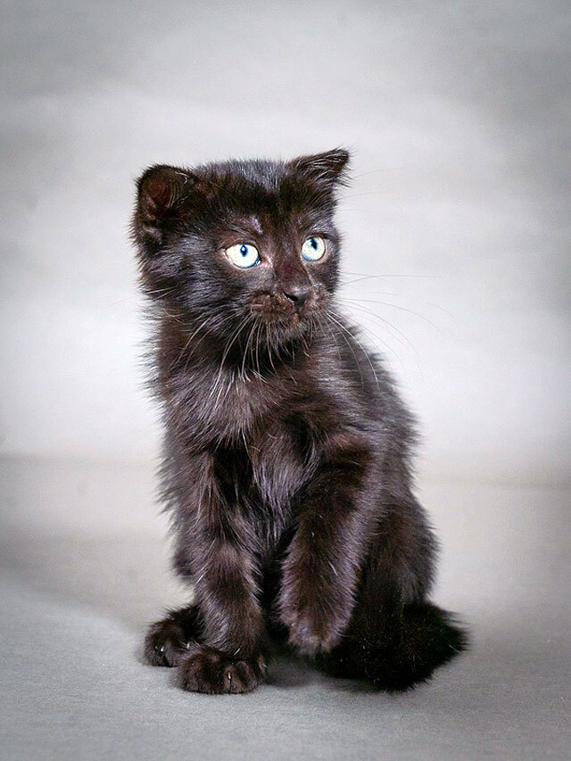 Роскошный черный котенок Марио, метис шотландской вислоухой ищет дом