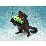 Роскошный черный котенок Марио, метис шотландской вислоухой ищет дом