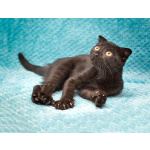 Роскошный черный котенок Марио, метис шотландской вислоухой ищет дом