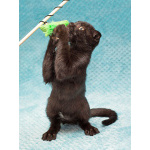 Роскошный черный котенок Марио, метис шотландской вислоухой ищет дом