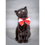 Роскошный черный котенок Марио, метис шотландской вислоухой ищет дом