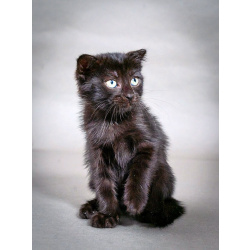 Роскошный черный котенок Марио, метис шотландской вислоухой ищет дом