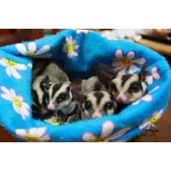 Белка летяга