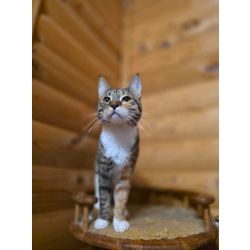 Кошечка Триша