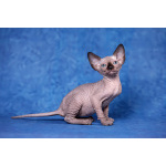 Кто же не любит подарки (Эльф, бамбино, Двэльф, канадский сфинкс)?