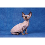 Кто же не любит подарки (Эльф, бамбино, Двэльф, канадский сфинкс)?