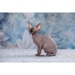 Кто же не любит подарки (Эльф, бамбино, Двэльф, канадский сфинкс)?