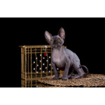 Кто же не любит подарки (Эльф, бамбино, Двэльф, канадский сфинкс)?