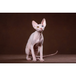 Кто же не любит подарки (Эльф, бамбино, Двэльф, канадский сфинкс)?