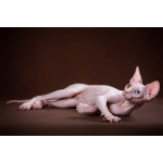 Кто же не любит подарки (Эльф, бамбино, Двэльф, канадский сфинкс)?