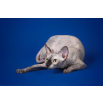 Кто же не любит подарки (Эльф, бамбино, Двэльф, канадский сфинкс)?