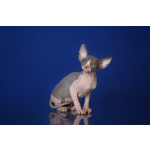 Кто же не любит подарки (Эльф, бамбино, Двэльф, канадский сфинкс)?