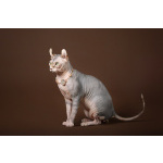 Кто же не любит подарки (Эльф, бамбино, Двэльф, канадский сфинкс)?