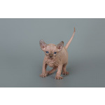 Кто же не любит подарки (Эльф, бамбино, Двэльф, канадский сфинкс)?