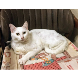 Бедный Альбус. Белый кот в добрые руки.