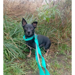 Маленький трогательный пёсик