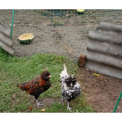 Цыплята Падуан