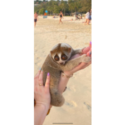 Очень красивые и потешные