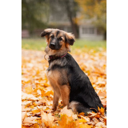 Соня в поисках семьи.