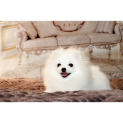 щенки померанского шпица